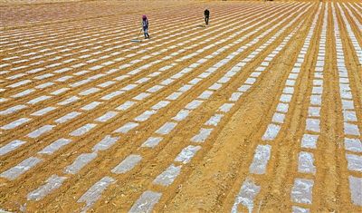 【图片新闻】临泽县板桥镇农民在玉米制种地里铺膜