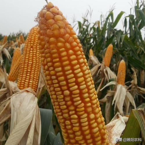 这几个超高产玉米新品种,适应性广,我国80%以上地区都能种植