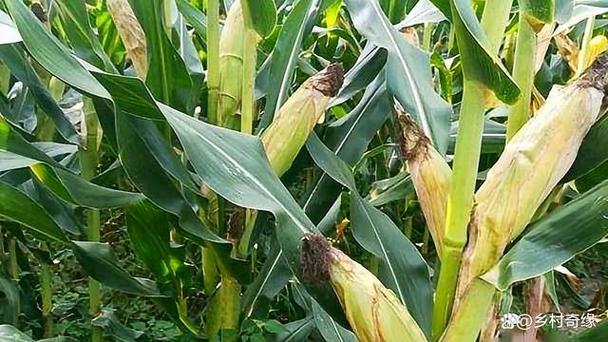 玉米高产的种植方法