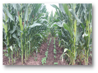 合阳县制定玉米大豆带状间作种植病虫害防治技术
