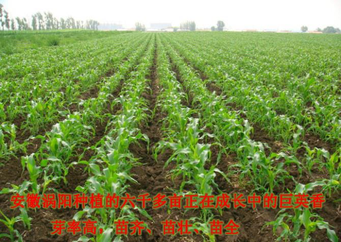 叶乃东个人简介:涌农改良甜糯玉米种植技术专家,每日每天(北京)农业
