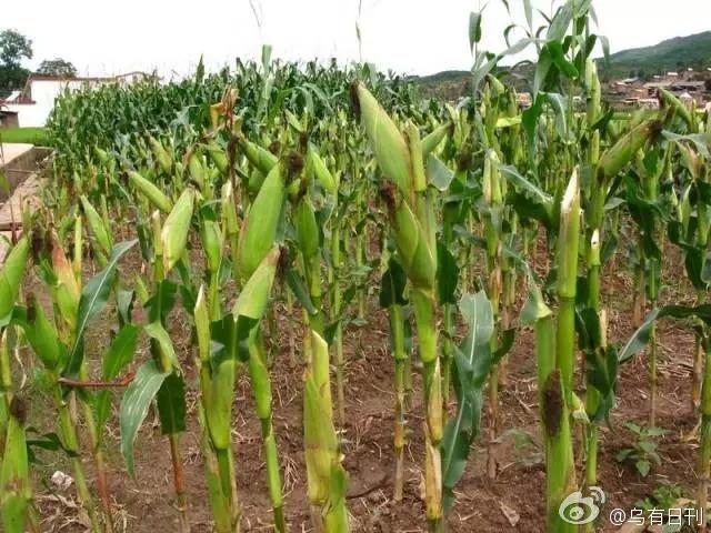 农业部1000多亩转基因玉米制种田被销毁海南铲除100多亩