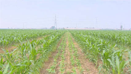 德州市陵城区农业农村局:农技服务到田间 助推大豆玉米带状复合种植提质增效