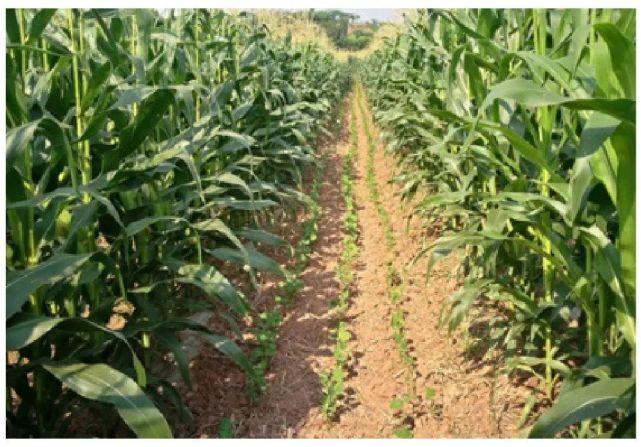 玉米-大豆带状复合种植技术体系创建与应用